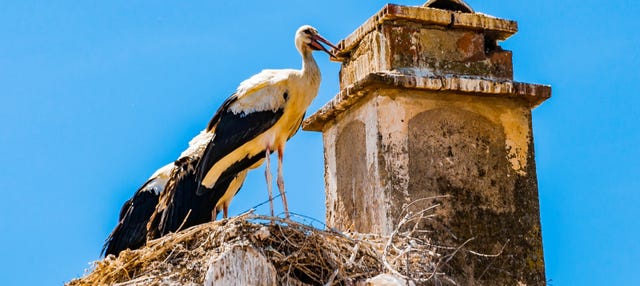 Avistamiento de aves en Extremadura