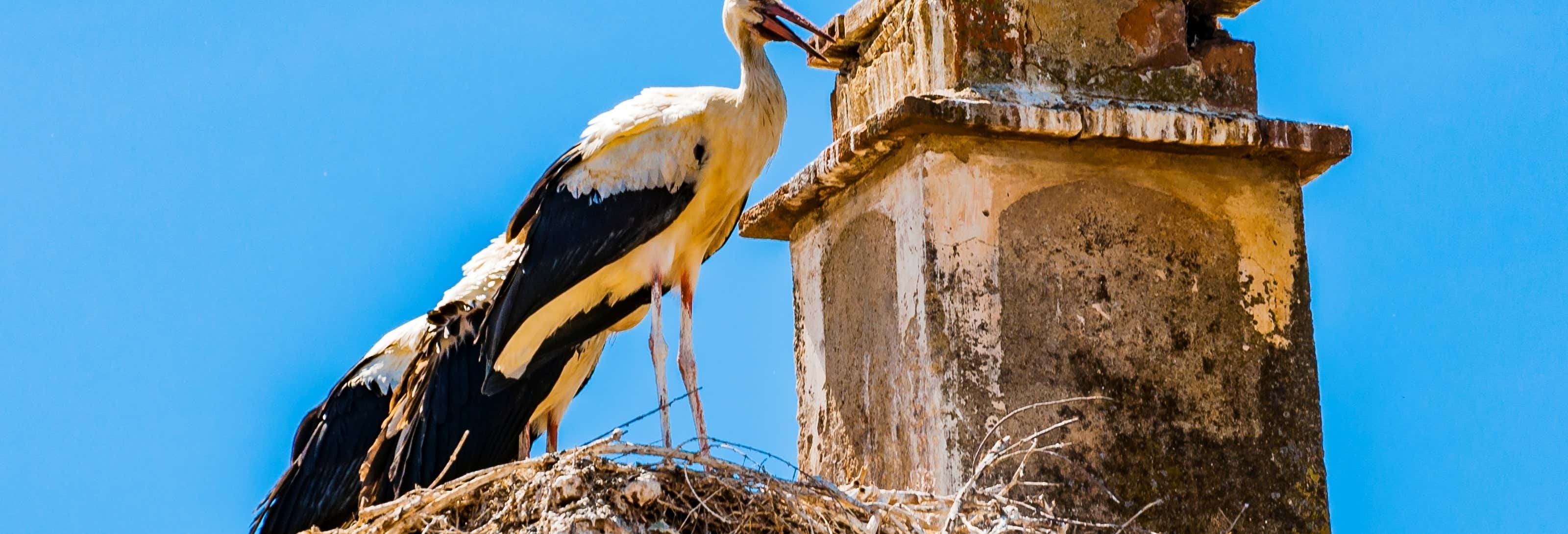 Avistamiento de aves en Extremadura desde Cáceres