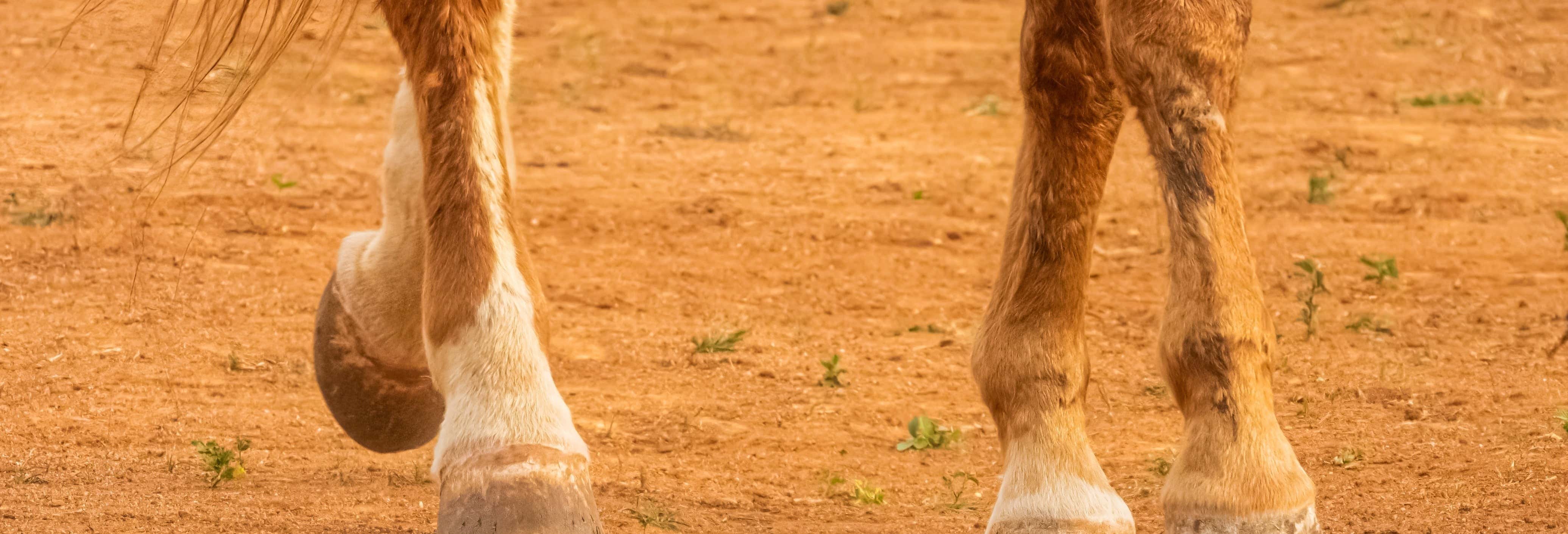 Excursión a caballo por el campo de Cáceres