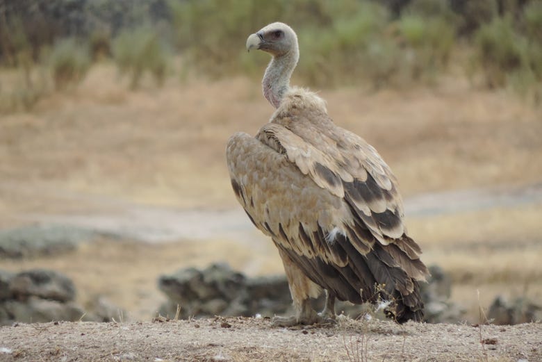 Um exemplar de abutre em Cáceres