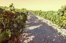 Tour del vino de Jerez