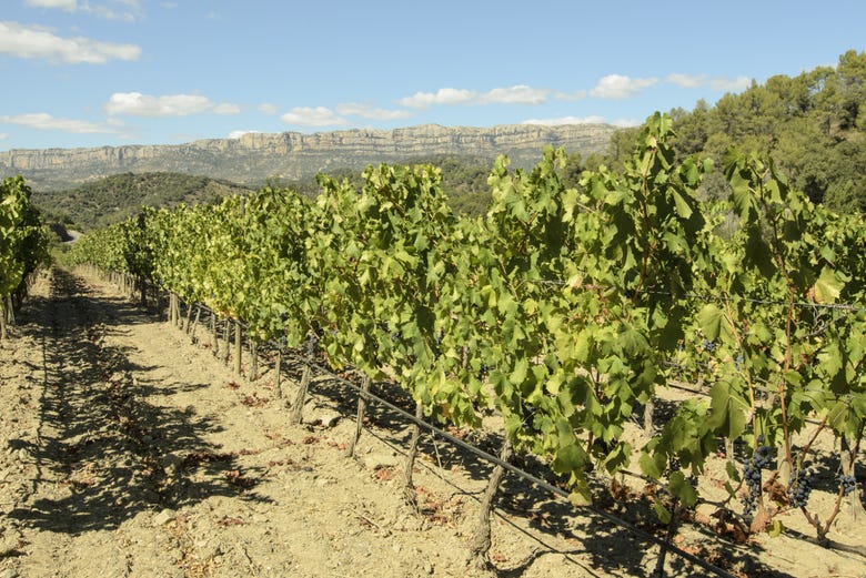 Vineyards in Priorat