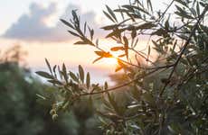 Tour por los olivares de Carrascalejo + Cata de aceites
