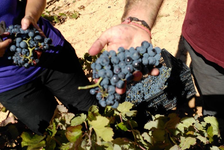 Conhecendo a uva usada nas adegas Gratias