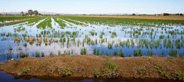 Delta del Ebro Day Trip & Boat Ride