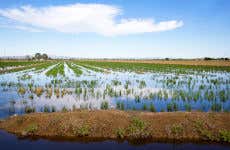 Escursione al Delta dell'Ebro + Giro in catamarano