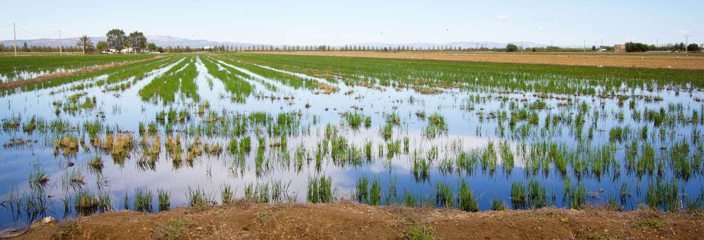 Excursión al Delta del Ebro + Paseo en catamarán