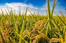 Excursión a Valencia y la Albufera + Campos de chufa