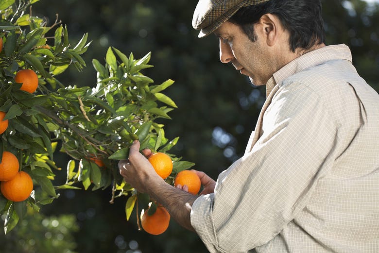 Conociendo el proceso de cultivo de la naranja