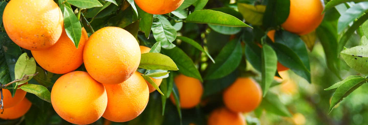 Excursión de la naranja por la Masía dels Doblons desde Castellón de la Plana