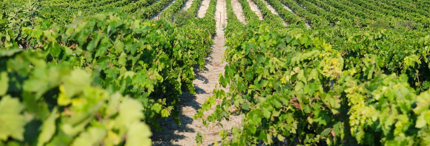 Tour del vino de Jerez desde Chiclana de la Frontera