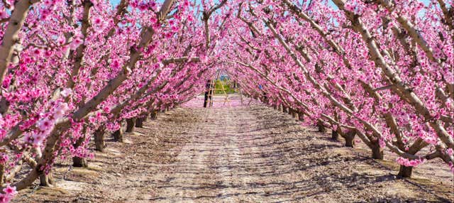 Tour de la floración de Cieza
