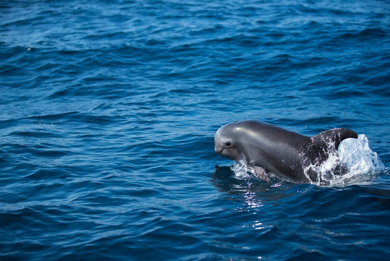 Avistamiento de cetáceos en Fuerteventura