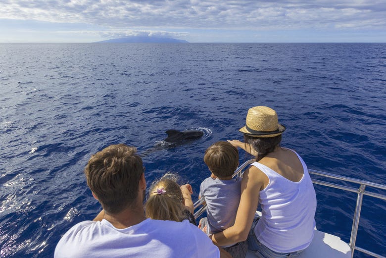 Avistando cetáceos nas águas de Tenerife