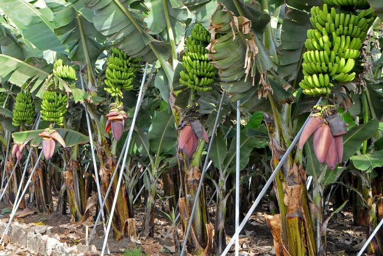 Plantación de plátanos en Tenerife