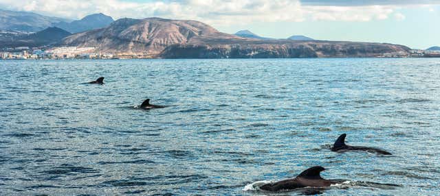 Paseo en velero con avistamiento de cetáceos