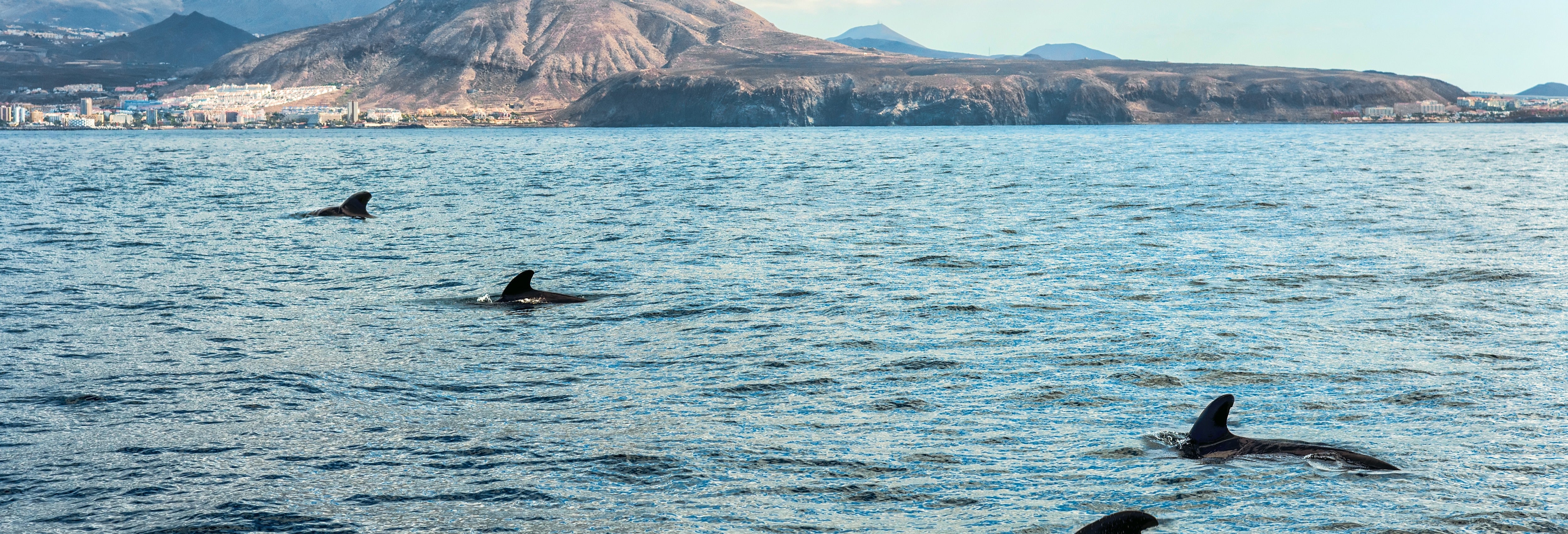 Paseo en velero con avistamiento de cetáceos