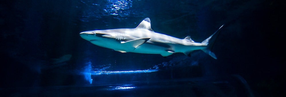 Buceo con tiburones en el Aquarium de Costa Teguise