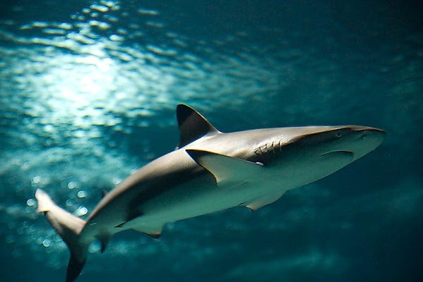 One of the sharks