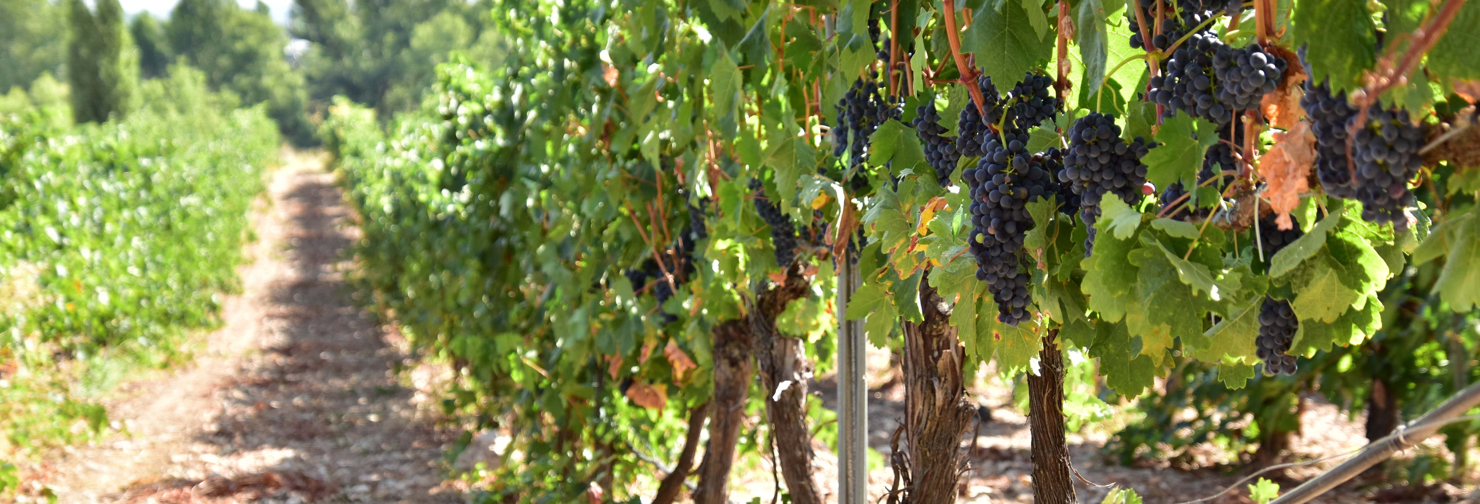 Excursión a la bodega Valdelosfrailes desde Cubillas de Santa Marta