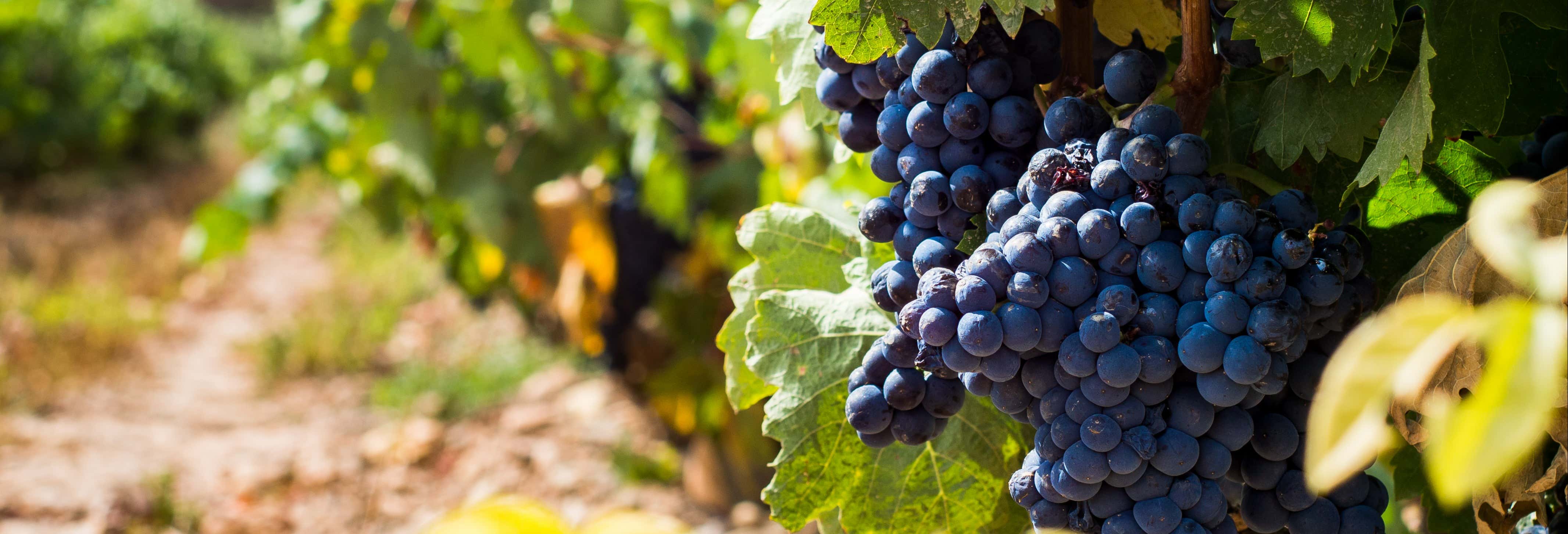 Excursión por las bodegas Urbina desde Cuzcurrita de Río Tirón