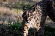 Avistamento de lince-ibérico e aves no Campo de Montiel