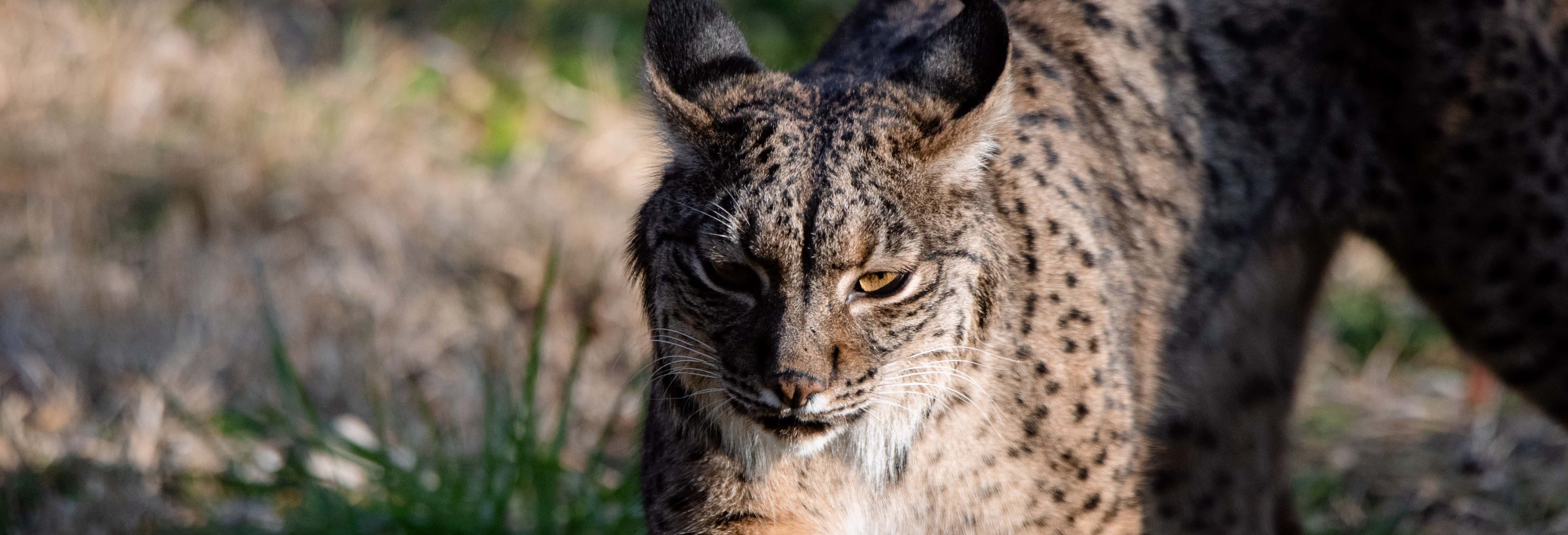 Avistamiento de lince ibérico y aves en el Campo de Montiel desde Daimiel