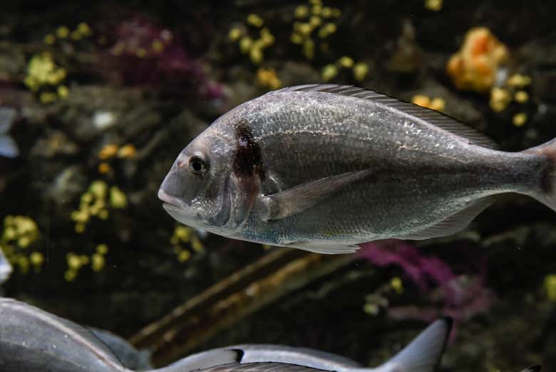 Ingresso do aquário de O Grove Reserve online em