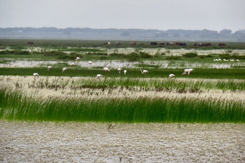 The salt marshes of the National Park of Donana