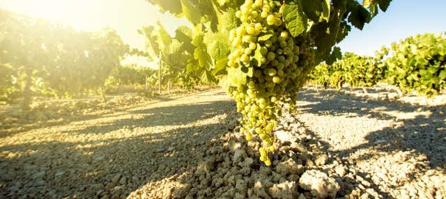 Tour del vino de Jerez