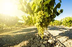 Tour del vino de Jerez