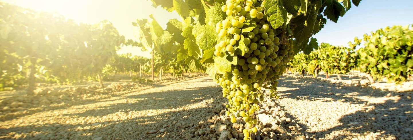 Tour del vino de Jerez desde El Puerto de Santa María