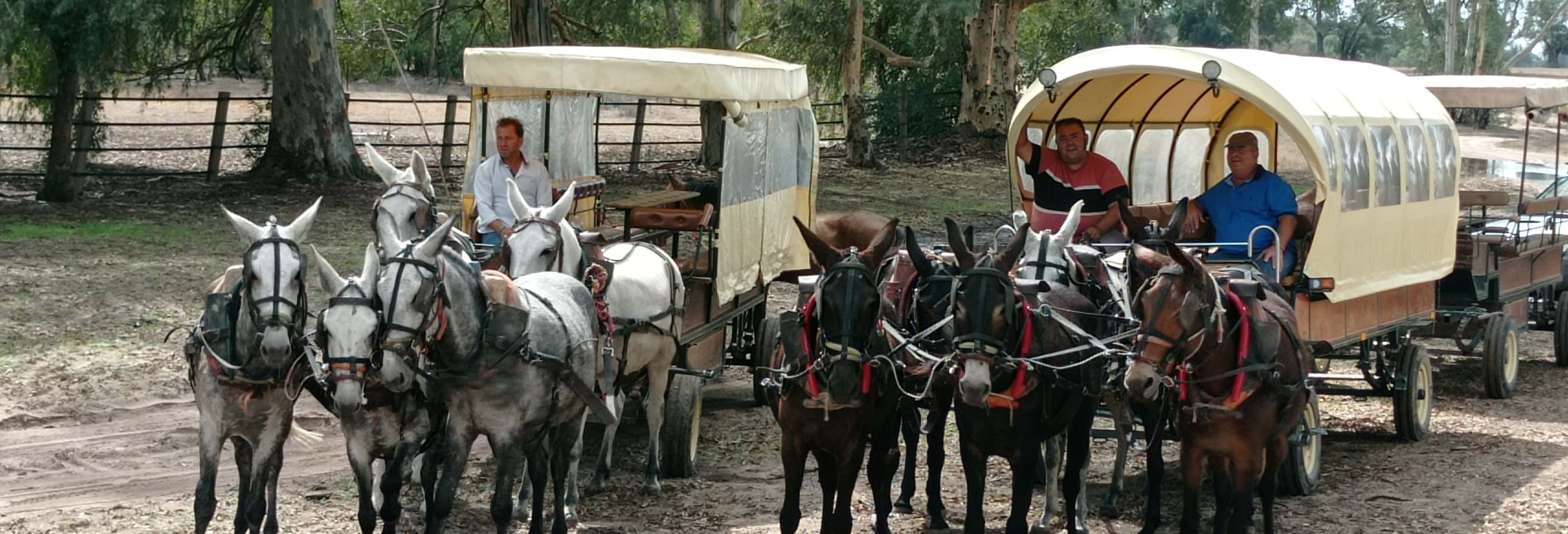 Paseo a caballo por Doñana y El Rocío