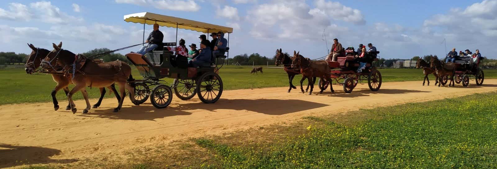 Paseo en carreta por los alrededores de Doñana y El Rocío