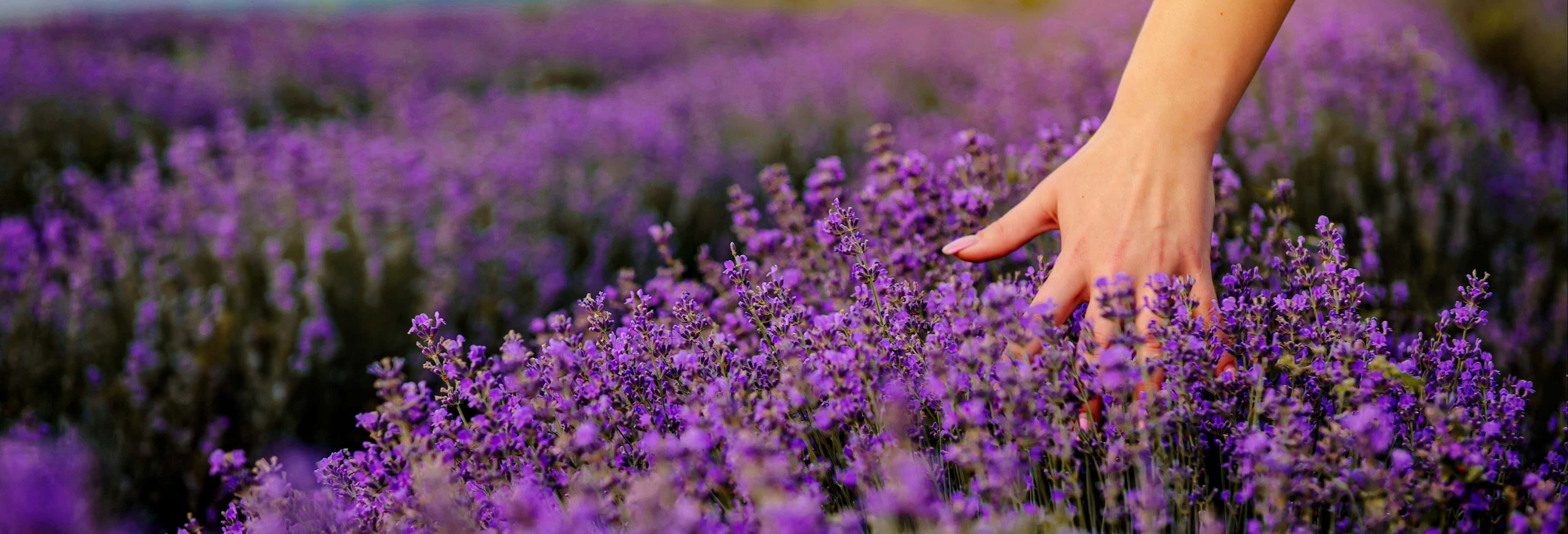 Excursión de la lavanda + Molino de El Romeral