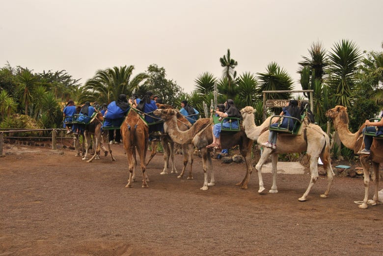 Disfrutando del paseo en camello por El Tanque