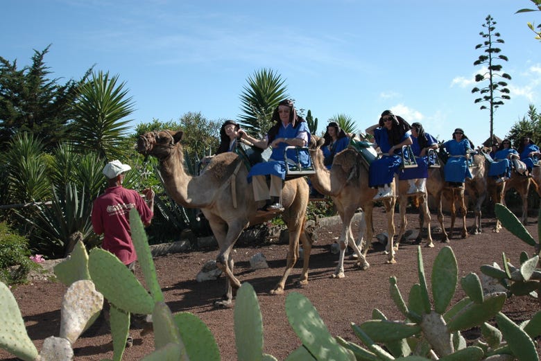 Camellos en el norte de Tenerife