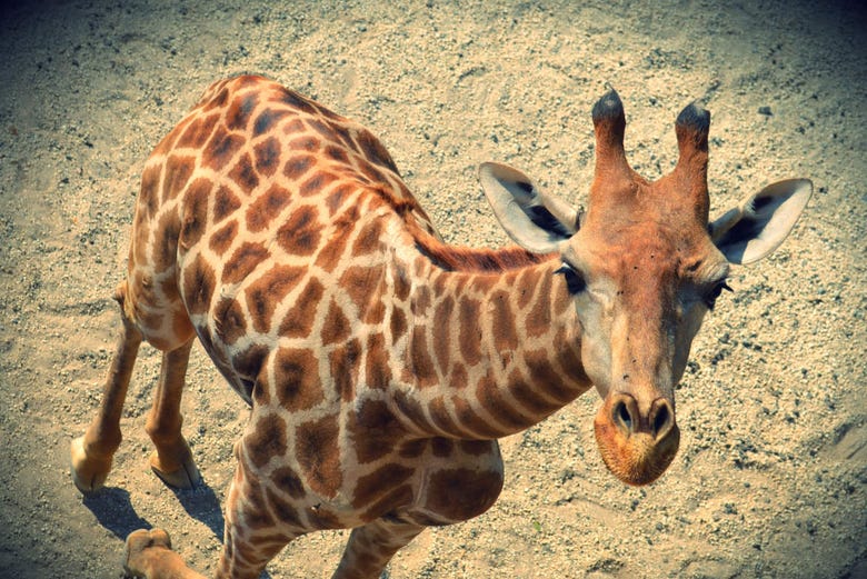 Una giraffa del Selwo Aventura