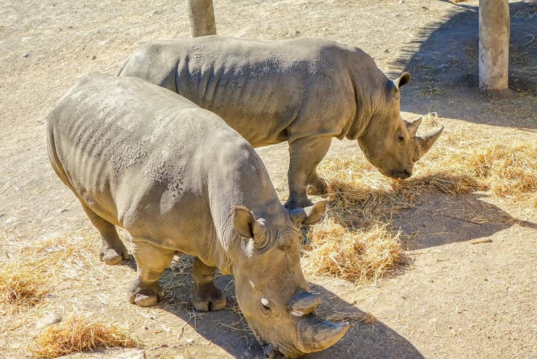 Rhinos at Selwo