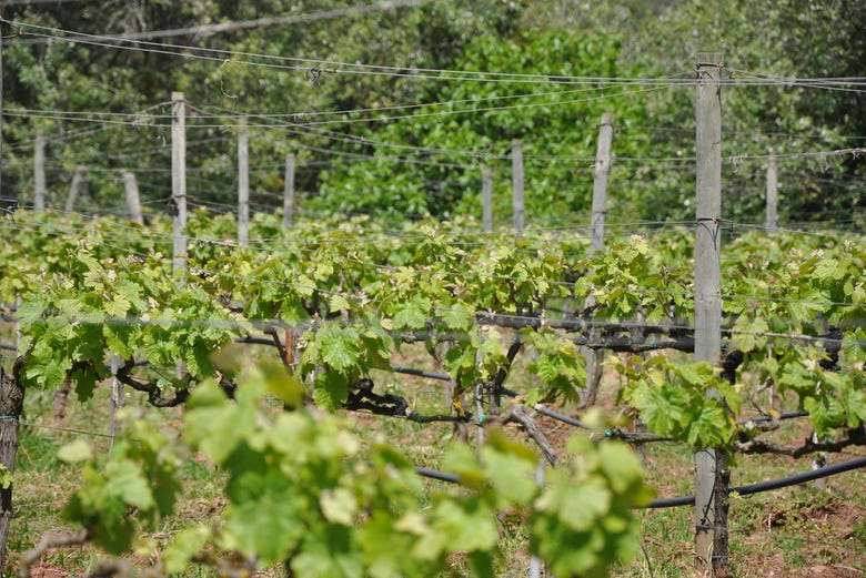 Vines at Hort Sant Patrici on Menorca