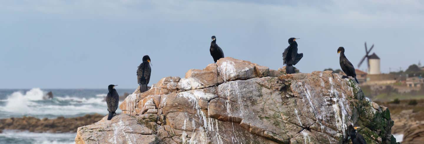 Excursión y avistamiento de aves en Foz