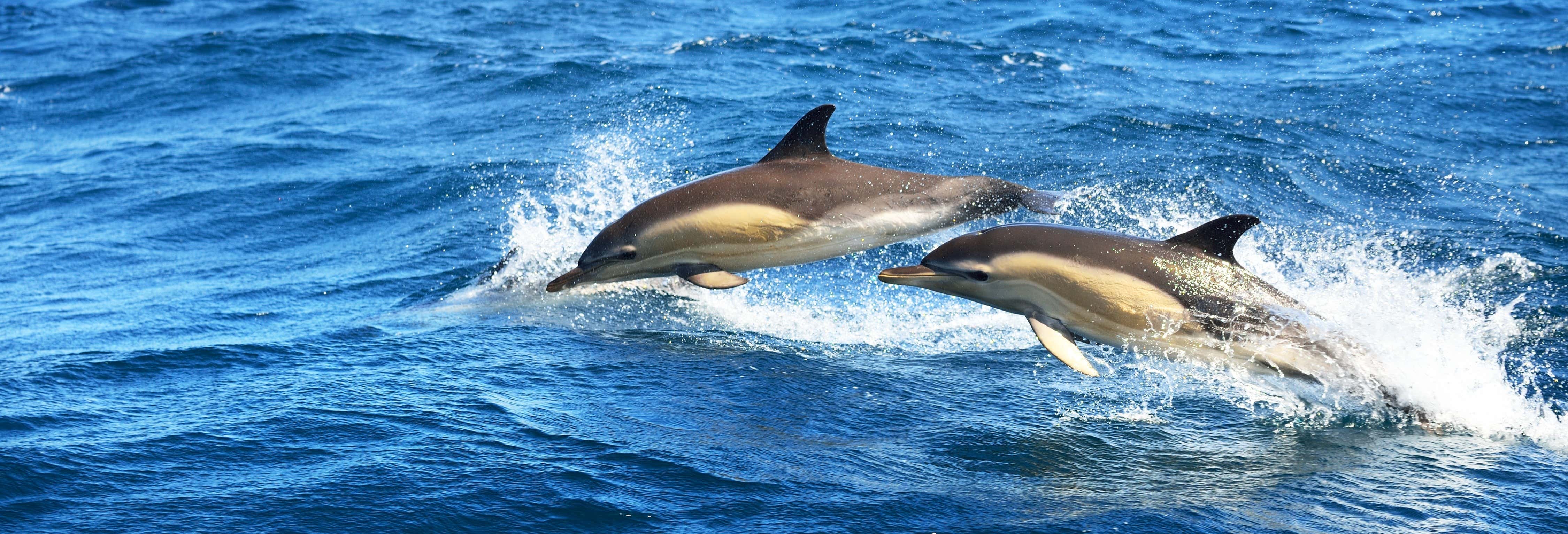Avistamiento de delfines en Fuengirola