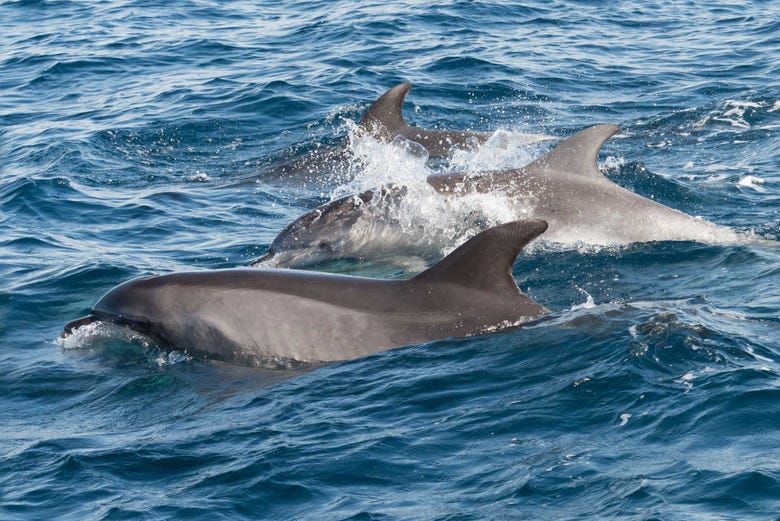 Famille de dauphins à la Costa del Sol