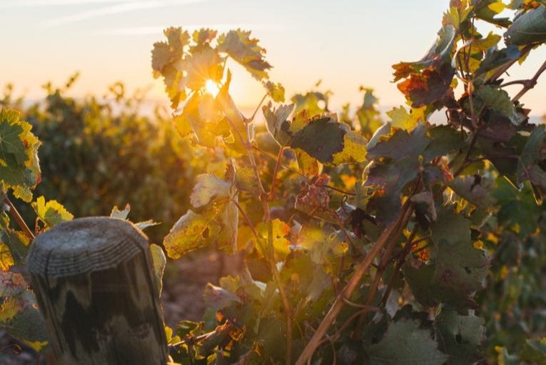 Visita A Las Bodegas Altanza Fuenmayor