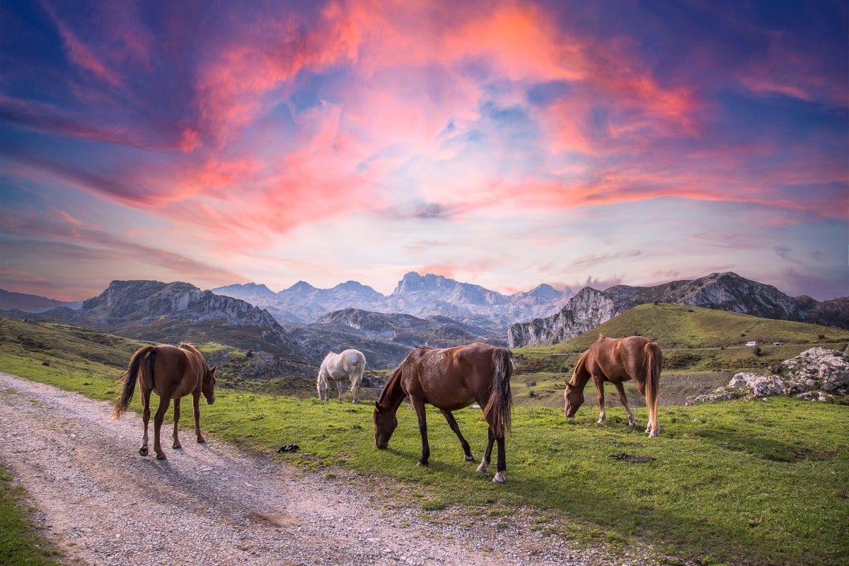 Paseo a caballo por los Picos de Europa