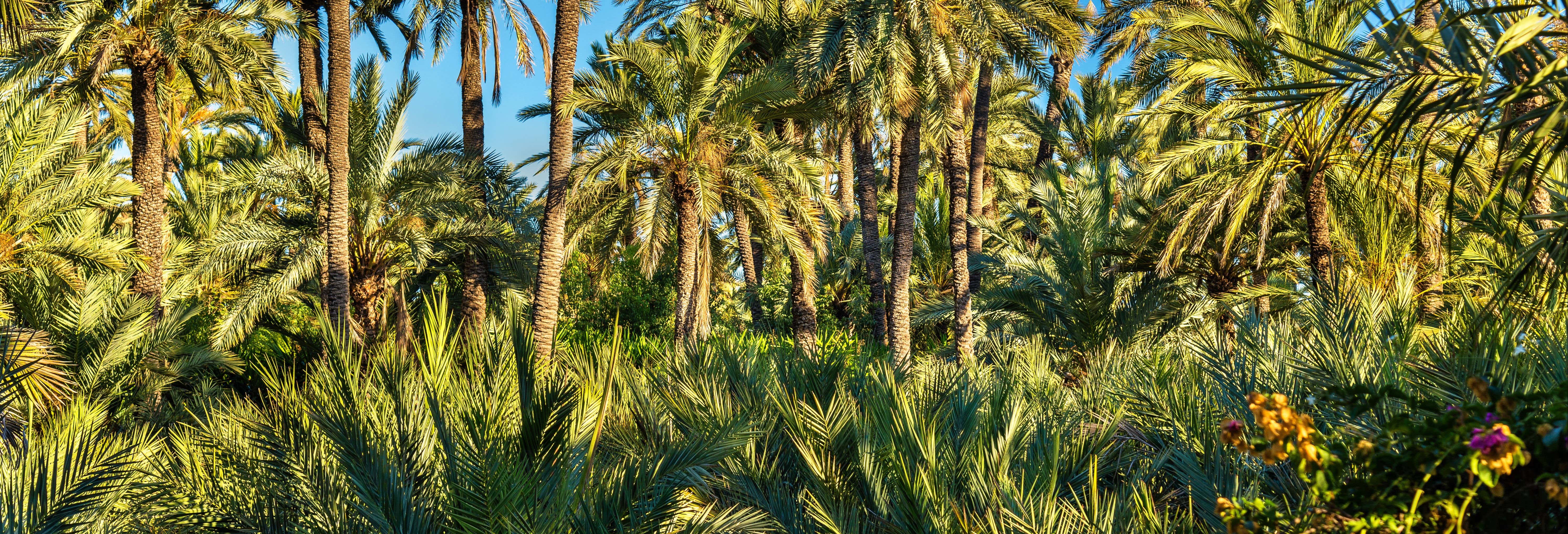 Excursión a la isla de Tabarca y palmeral de Elche desde Gandía