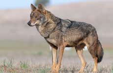 Iberian Wolf Sighting