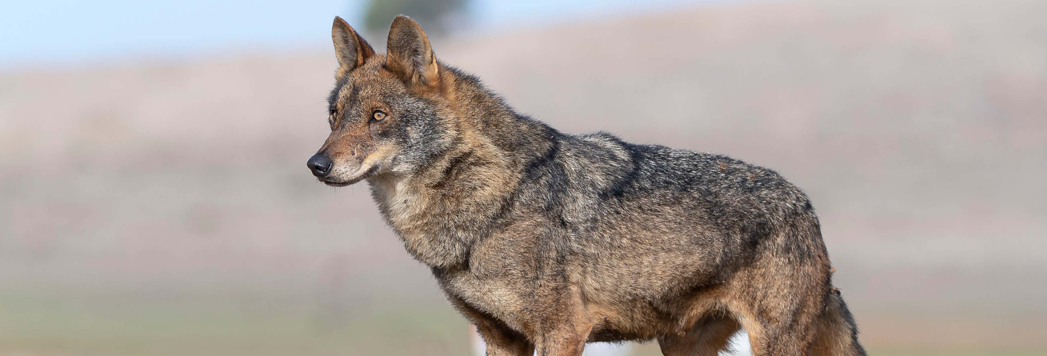 Avistamiento de lobo ibérico en Asturias