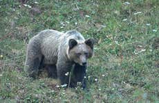 Cantabrian Brown Bear Sighting