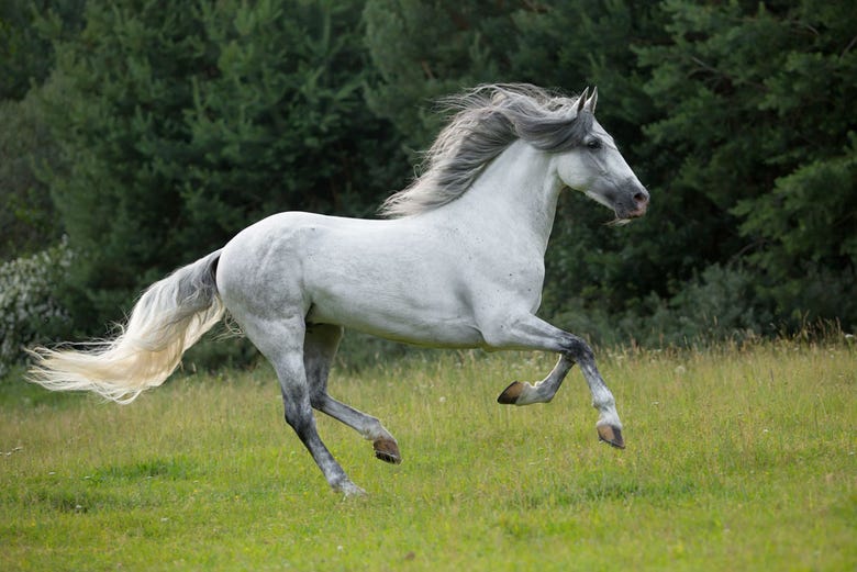 A purebred Spanish horse